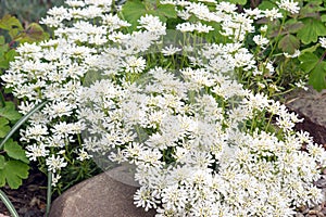 A lot of Iberis sempervirens Snowflake flowers