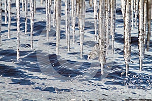 A lot of icicles hang over the water