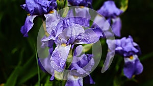 A lot of irises. Largely cultivated flowers of the violet iris are growing in a garden