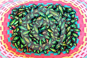 a lot of Jewel Beetle or Metallic Wood-boring (Buprestid) is villagers brought for sale.