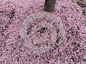 A lot of Kwanzan Cherry Blossoms on the Ground in April