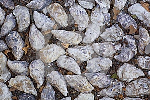 A lot of large gray seashells in natural colors on a dark brown land. Marine nature and the sea concept. Seashells.