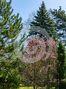 Lot of large pink flowers and buds Magnolia Susan Magnolia liliiflora x Magnolia stellata in the spring garden.