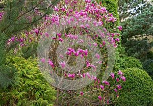 Lot of large pink flowers and buds Magnolia Susan Magnolia liliiflora x Magnolia stellata in the spring garden photo