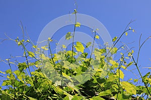 A lot of leaves and tendrils on the vineyard