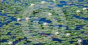 A lot of lily pads on a lake