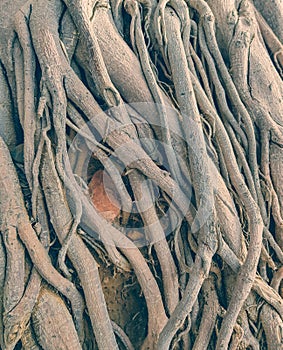A lot of lines intertwining roots of the tree.