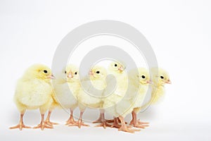 A lot of little chickens on a white background in isolation.