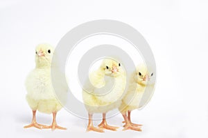 A lot of little chickens on a white background in isolation. G