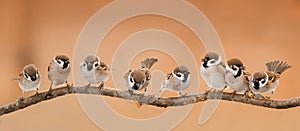 Lot of little funny birds sitting on a branch