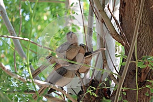 Lot of little funny birds sitting in a bright Sunny spring tree branch