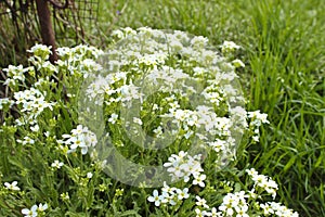 A lot little white flowers