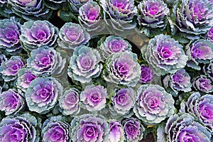 A lot of Mangenta Cabbage