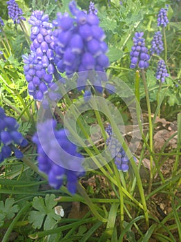 lot of muscari flowers in the garden photo