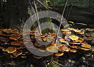 A lot of mushrooms around the tree