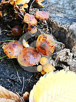 A lot of mushrooms in the forest near the stump in autumn picture