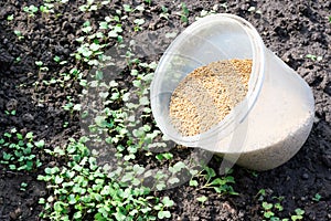 A lot of mustard seeds in the opened translucent bucket is ready for being seyed on the ground in a vegetable garden as a fast gro