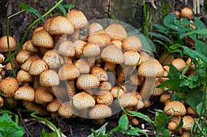 Lot of mysterious mushrooms