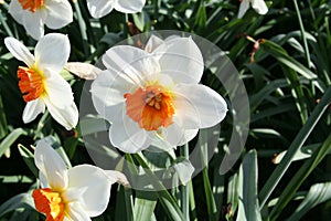 A lot of Narcissus in blossom just in time for Whitsun time