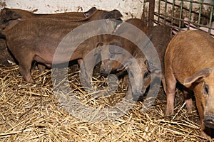 Lot of newborn piglets at a modern bio animal farm