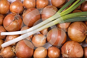 Lot of onions