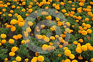 A lot of orange flowerheads of Tagetes erecta