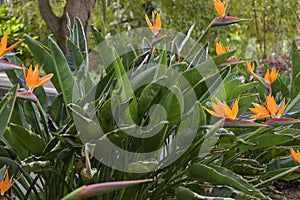 Strelitzia reginae in garden on Trenerife; Canary Islands photo