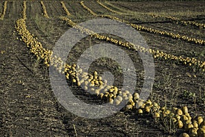 lot of orange pumpkins lying on a brown field