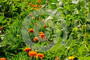 Lot of orange tagetes in the garden