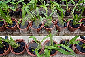 Lot of orchid flowers in the pots garden in the glasshouse