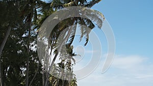 Lot of Palm Trees Against the Blue Sky at Tropical Resort near Beach, Zanzibar