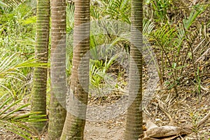 Lot of palm trees at New chums beach in New Zealand