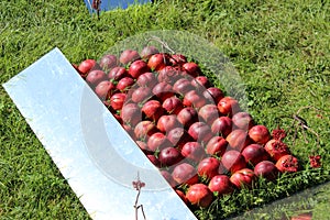 A lot of peaches, red fruit, peaches are in neat rows, peaches lie on the grass, abstraction of peaches