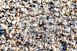 A lot of pebbles in the sand on the beach.