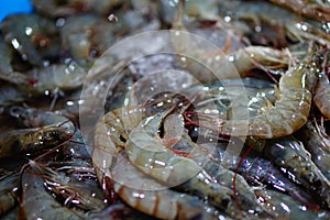 a lot pf shrimp