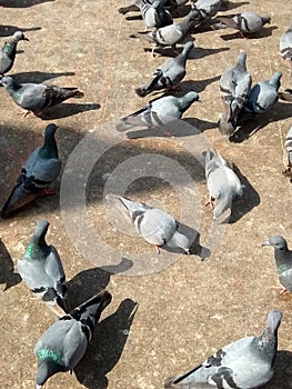 A lot of pigeon in Dwarka