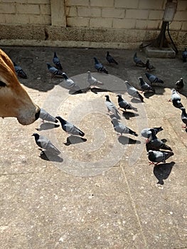 A lot of pigeon in Dwarka