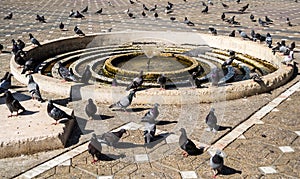 A lot of pigeons around of a fountain