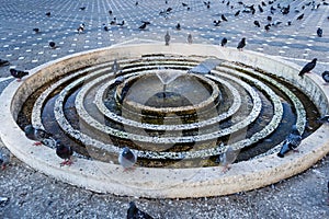 A lot of pigeons around of a fountain.