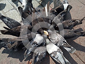 A lot of pigeons eating bread, the struggle for food and survival. city gray birds, pick up what fell. hungry years, doing