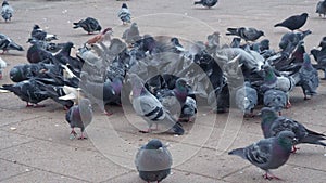 A lot of pigeons, flutter and the crowd in the square