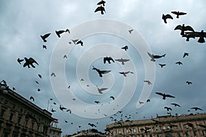 A lot of pigeons flying above the people and roofs
