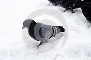 A lot of pigeons. Pigeons in a bunch and one at a time. Feeding the pigeons. Birds in the winter. Pigeon macro, red paw, pigeon