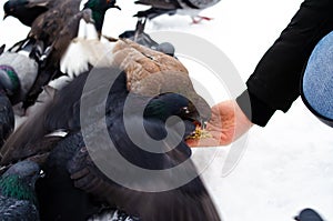 A lot of pigeons. Pigeons in a bunch and one at a time. Feeding the pigeons. Birds in the winter. Pigeon macro, red paw, pigeon