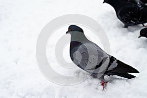 A lot of pigeons. Pigeons in a bunch and one at a time. Feeding the pigeons. Birds in the winter. Pigeon macro, red paw, pigeon