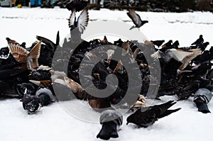 A lot of pigeons. Pigeons in a bunch and one at a time. Feeding the pigeons. Birds in the winter. Pigeon macro, red paw, pigeon