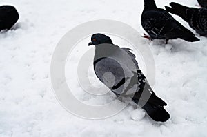 A lot of pigeons. Pigeons in a bunch and one at a time. Feeding the pigeons. Birds in the winter. Pigeon macro, red paw, pigeon