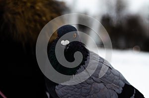 A lot of pigeons. Pigeons in a bunch and one at a time. Feeding the pigeons. Birds in the winter. Pigeon macro, red paw, pigeon