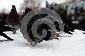 A lot of pigeons. Pigeons in a bunch and one at a time. Feeding the pigeons. Birds in the winter. Pigeon macro, red paw, pigeon