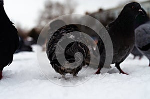 A lot of pigeons. Pigeons in a bunch and one at a time. Feeding the pigeons. Birds in the winter. Pigeon macro, red paw, pigeon